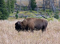 Yellowstone (75).JPG